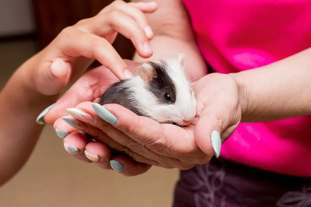 Hamsters, pet hamster care guide, hamster veterinarian Sarasota