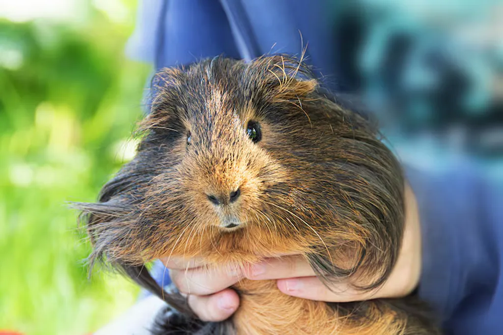 Guinea Pigs
