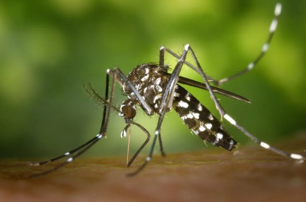 Mosquitoes: The Almost Silent Killers