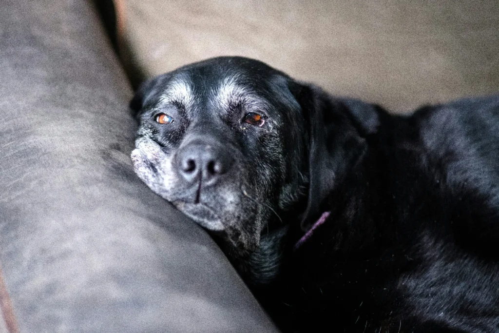End-of-Life Care, pet euthanasia support, compassionate pet goodbye