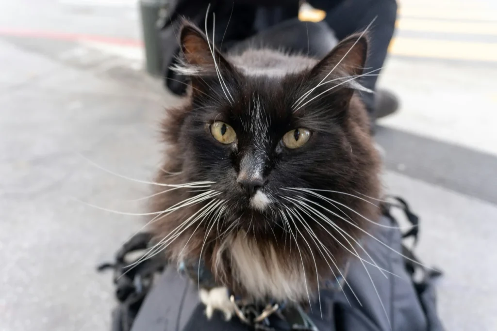 End-of-Life Care, pet euthanasia support, compassionate pet goodbye