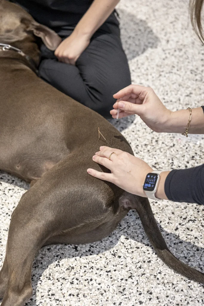 Acupuncture, veterinary acupuncture for pets, acupuncture for dogs and cats