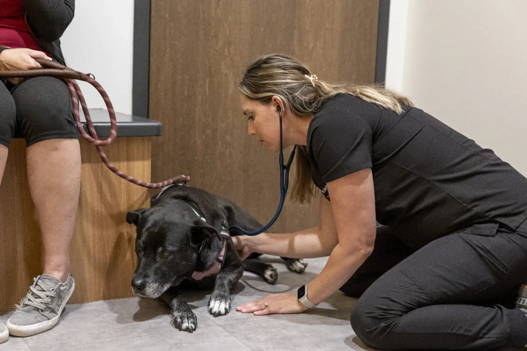 Laser Therapy, red light therapy for pets, animal pain management treatments