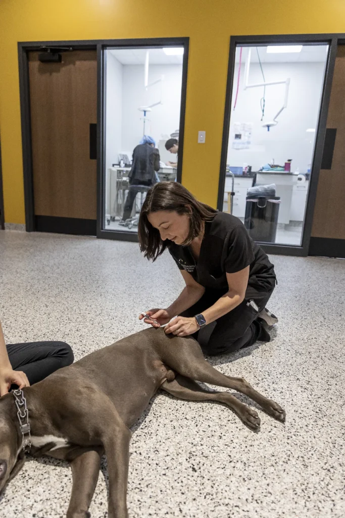 Vaccinations, pet vaccinations Sarasota, dog and cat vaccination schedule