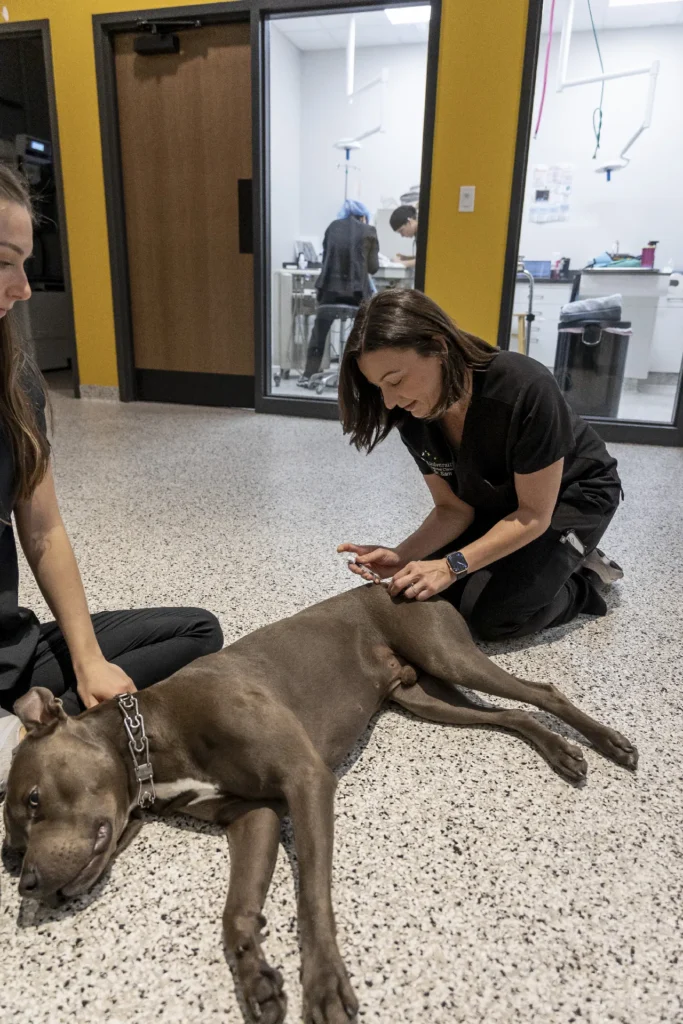 Dermatology and Allergy Care, pet skin allergy treatment Sarasota, veterinary dermatology services Lakewood Ranch