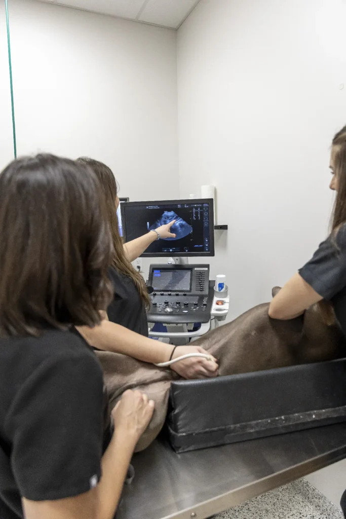 Emergency vs Urgent Care, pet emergency services, urgent veterinary care