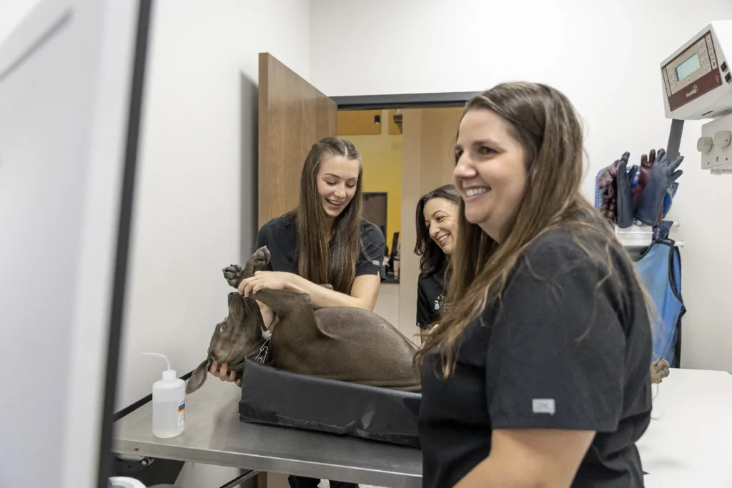 Diagnostics and Imaging, pet diagnostic services Lakewood Ranch, veterinary imaging Sarasota