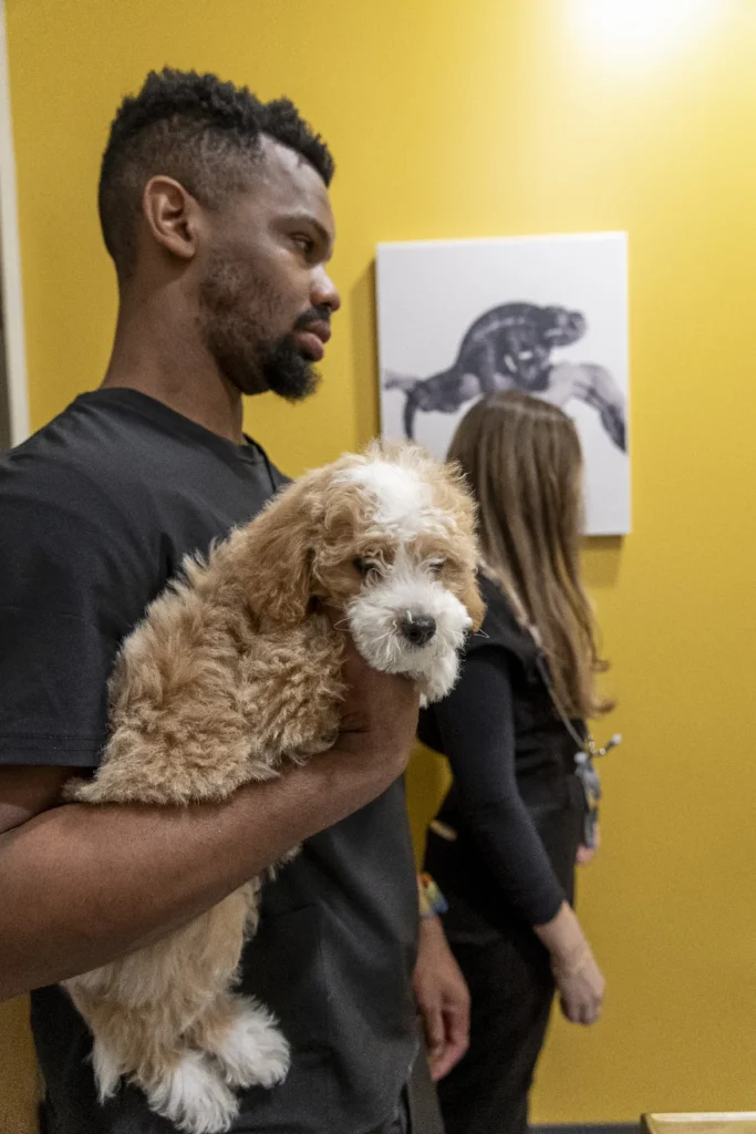 Laser Therapy, red light therapy for pets, animal pain management treatments
