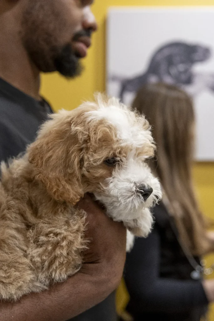 Adoptable Dogs