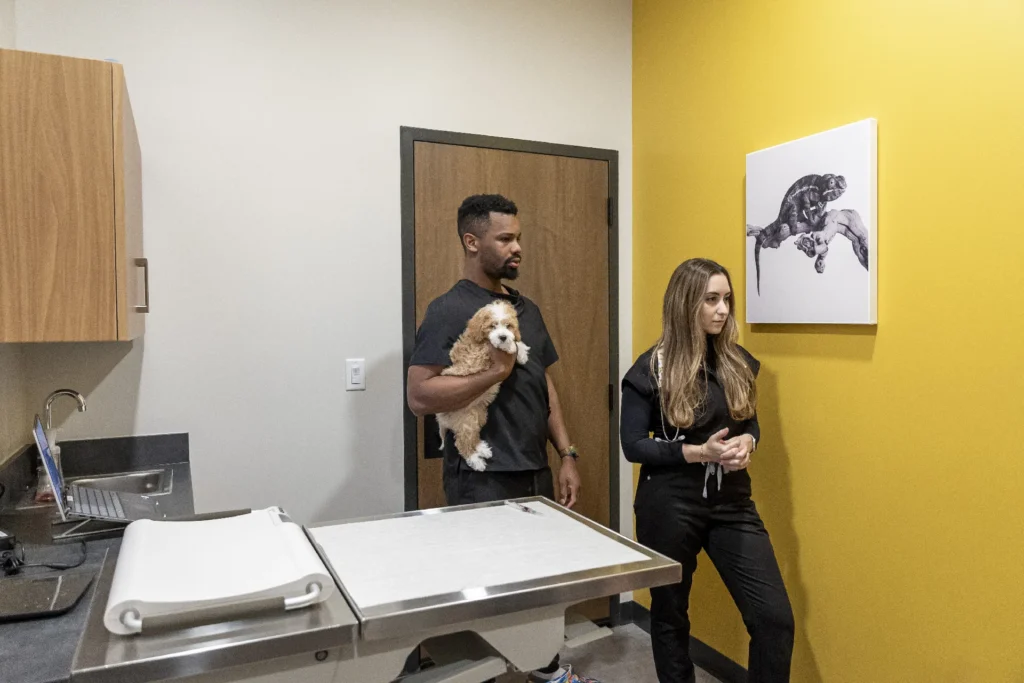 Puppy and Kitten Care, puppy and kitten vaccinations Sarasota, early pet training and behavior tips