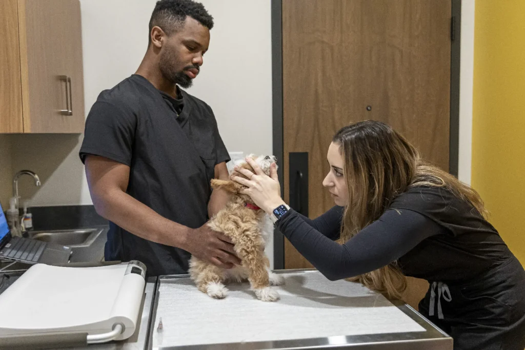 Puppy and Kitten Care, puppy and kitten vaccinations Sarasota, early pet training and behavior tips