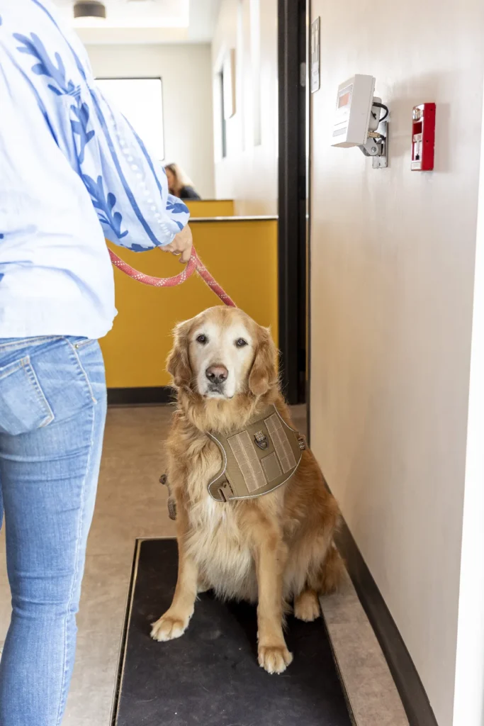 Acupuncture, veterinary acupuncture for pets, acupuncture for dogs and cats