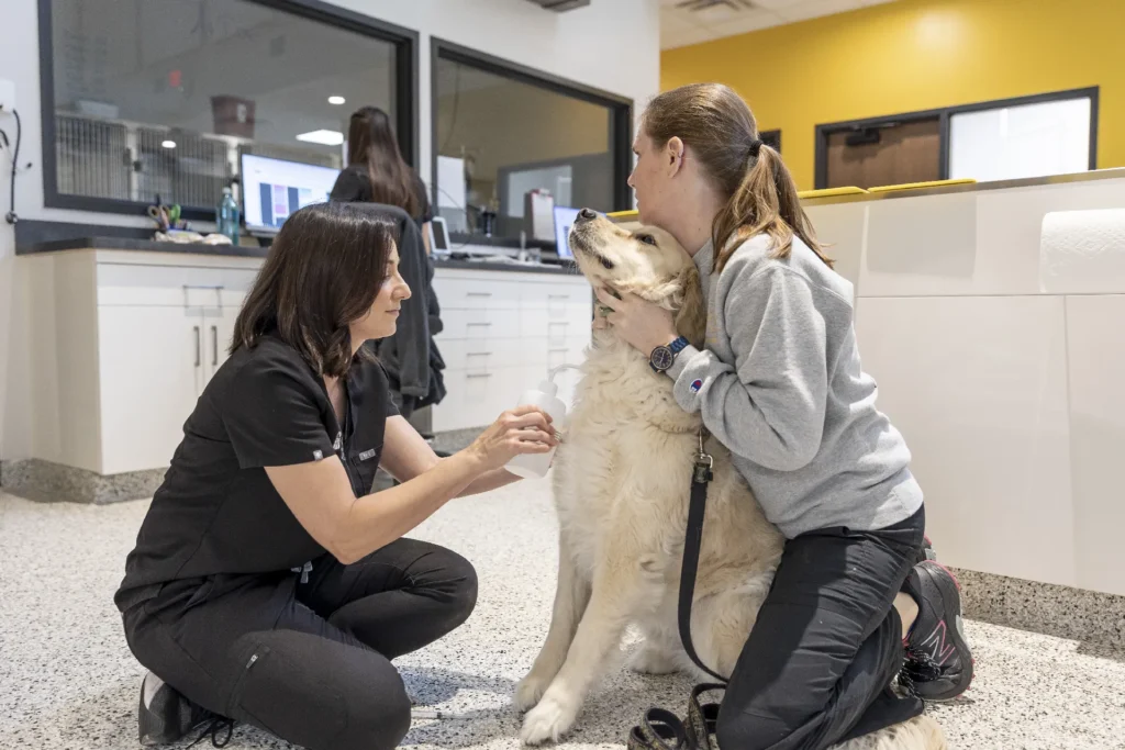 Acupuncture, veterinary acupuncture for pets, acupuncture for dogs and cats