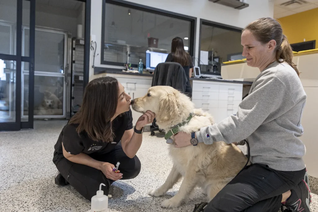 Microchipping, pet microchip identification, microchipping for dogs and cats