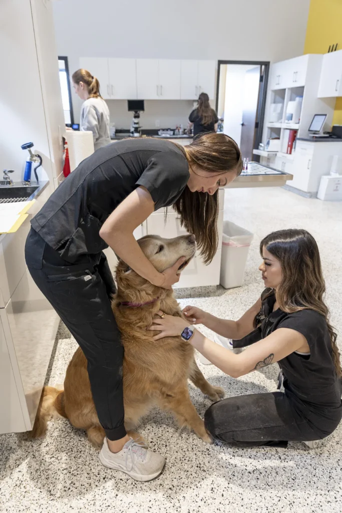 Emergency vs Urgent Care, pet emergency services, urgent veterinary care