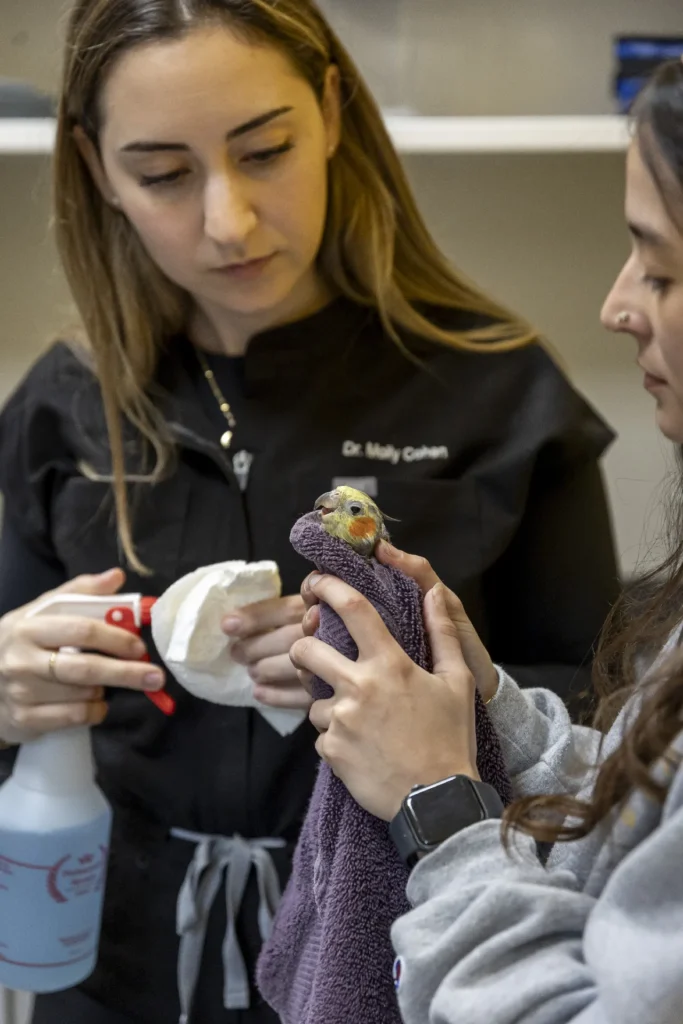 Dedicated Exotic Animal Exam Room