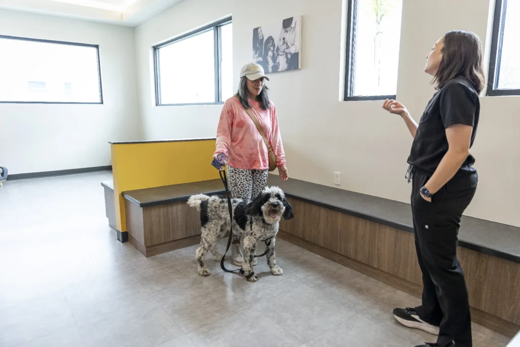 Travel Certificates, pet travel documentation Lakewood Ranch, international pet travel preparation