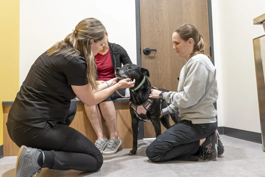 Dogs, dog care tips, common dog health issues