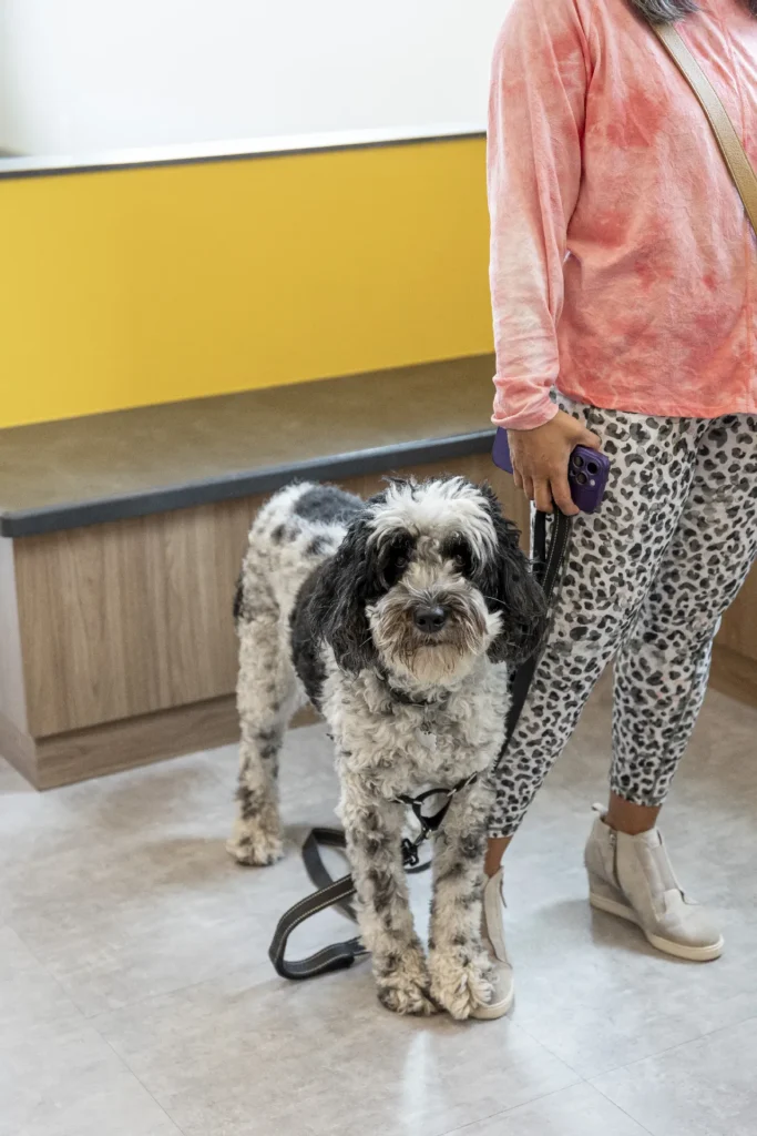 Parasite Prevention, flea and tick protection for pets, heartworm prevention in Florida
