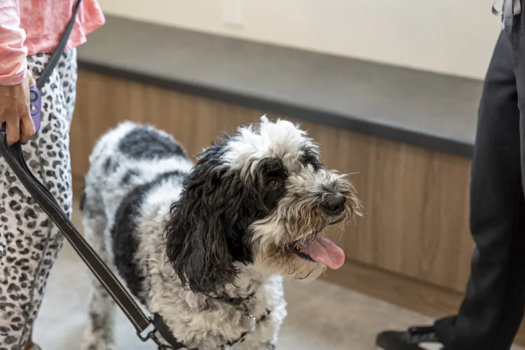 Heart Disease, pet heart health diagnostics, echocardiogram for dogs and cats