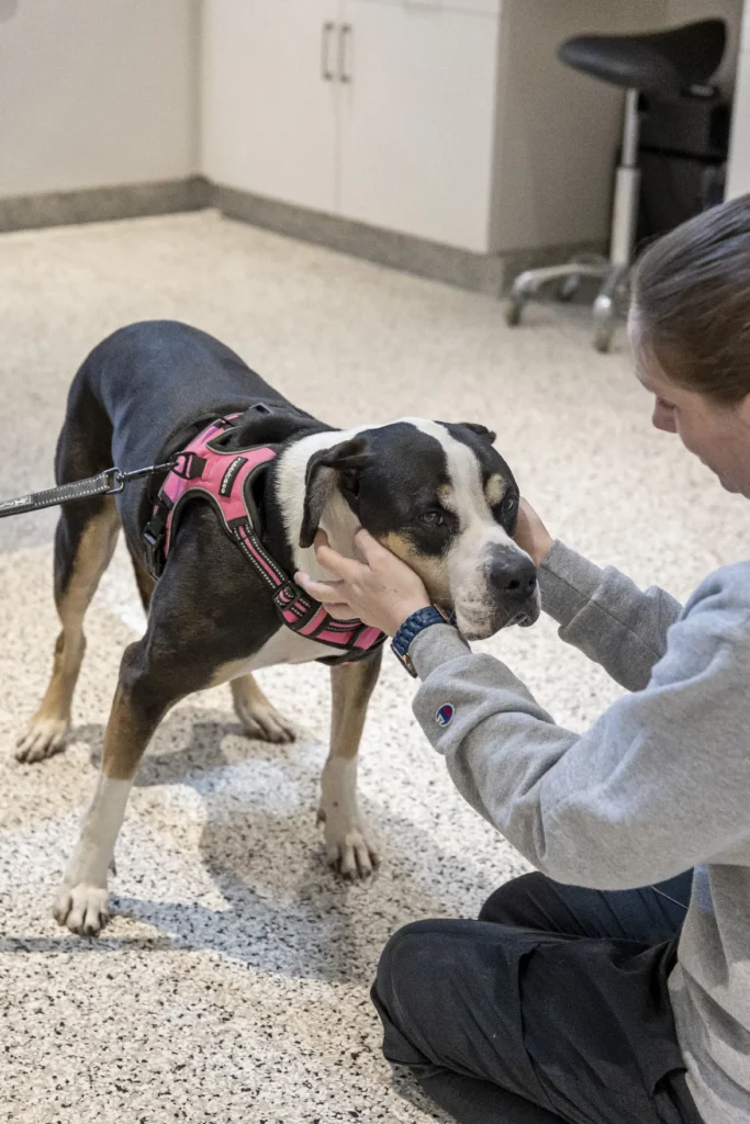 Dermatology and Allergy Care, pet skin allergy treatment Sarasota, veterinary dermatology services Lakewood Ranch