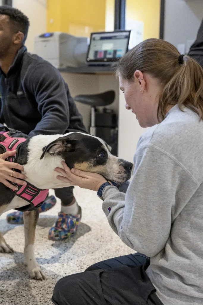 End-of-Life Care, pet euthanasia support, compassionate pet goodbye