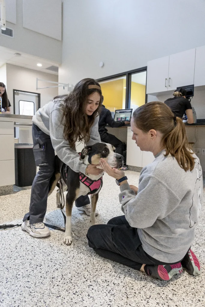 Microchipping, pet microchip identification, microchipping for dogs and cats