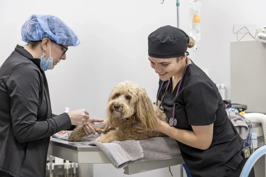 Dermatology and Allergy Care, pet skin allergy treatment Sarasota, veterinary dermatology services Lakewood Ranch