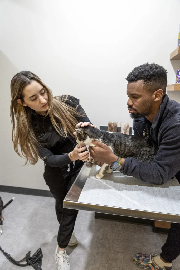 Dermatology and Allergy Care, pet skin allergy treatment Sarasota, veterinary dermatology services Lakewood Ranch