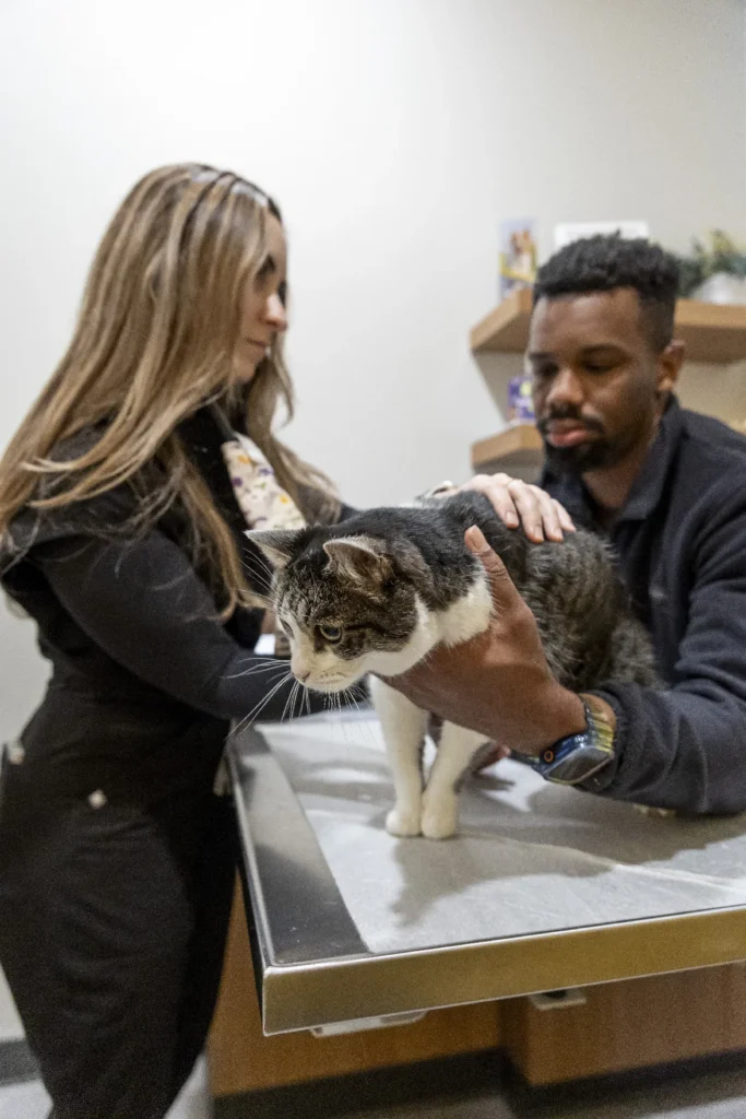 Cat Friendly Exam Rooms
