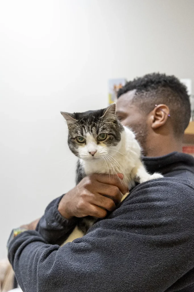 Cats, cat care tips, common cat health issues