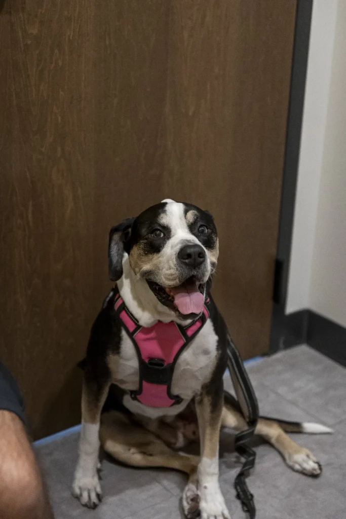 Wellness Plans, pet wellness programs, preventive veterinary care