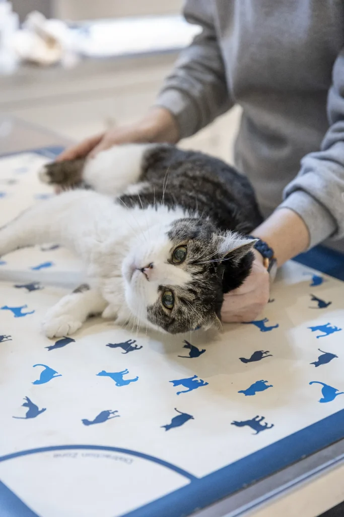Emergency vs Urgent Care, pet emergency services, urgent veterinary care