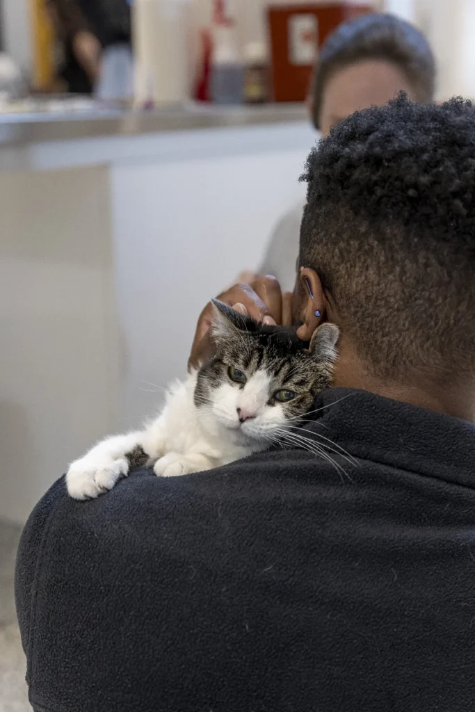End-of-Life Care, pet euthanasia support, compassionate pet goodbye