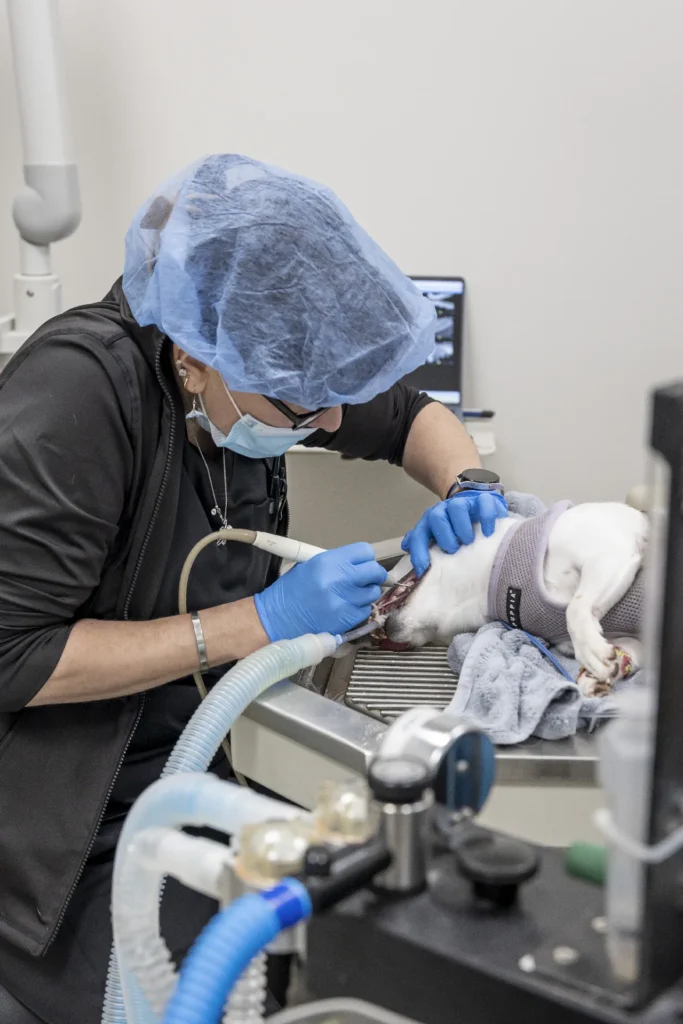 Dental Care, pet dental services Sarasota, veterinary dental cleaning