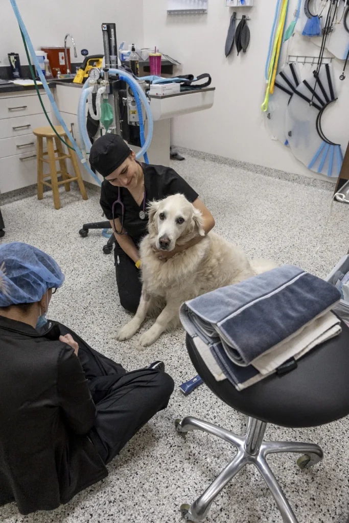 Laser Therapy, red light therapy for pets, animal pain management treatments