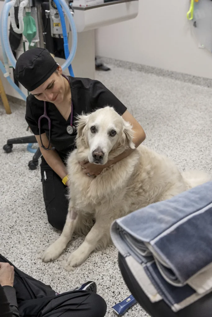 Surgery and Anesthesia, veterinary surgery Sarasota, pet anesthesia safety
