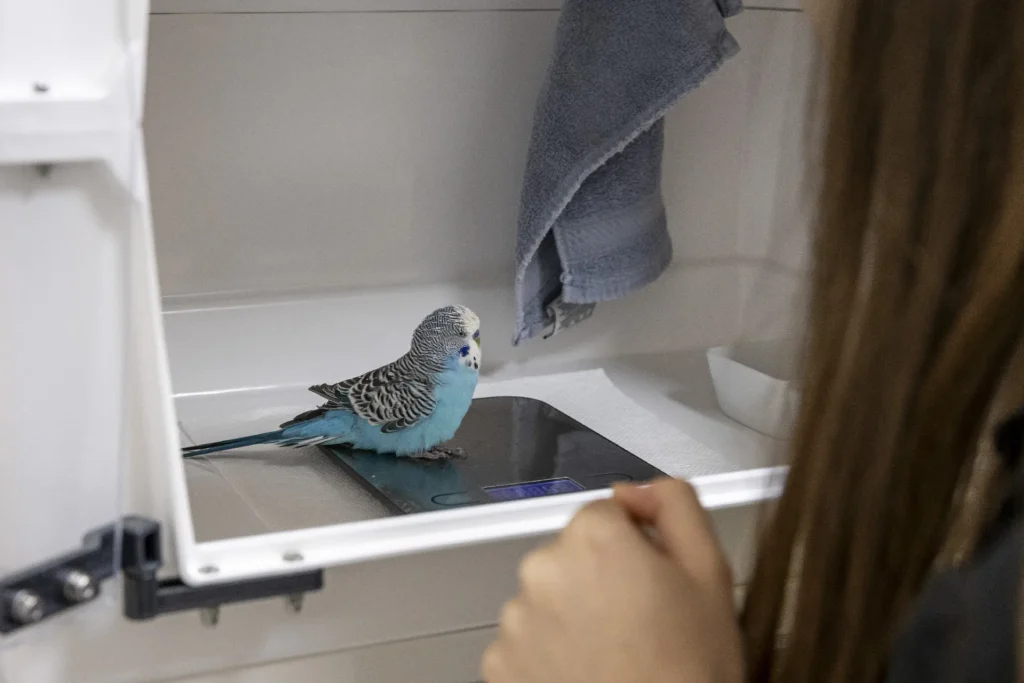Avian/Bird Care, avian veterinary services, care for pet birds