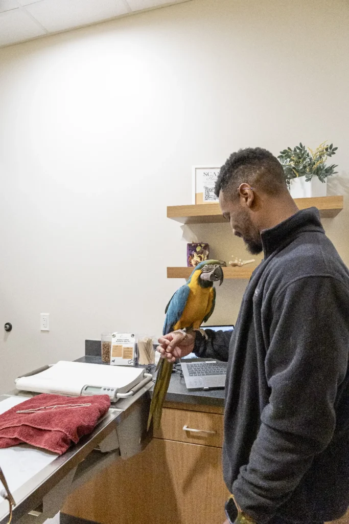 Avian/Bird Care, avian veterinary services, care for pet birds