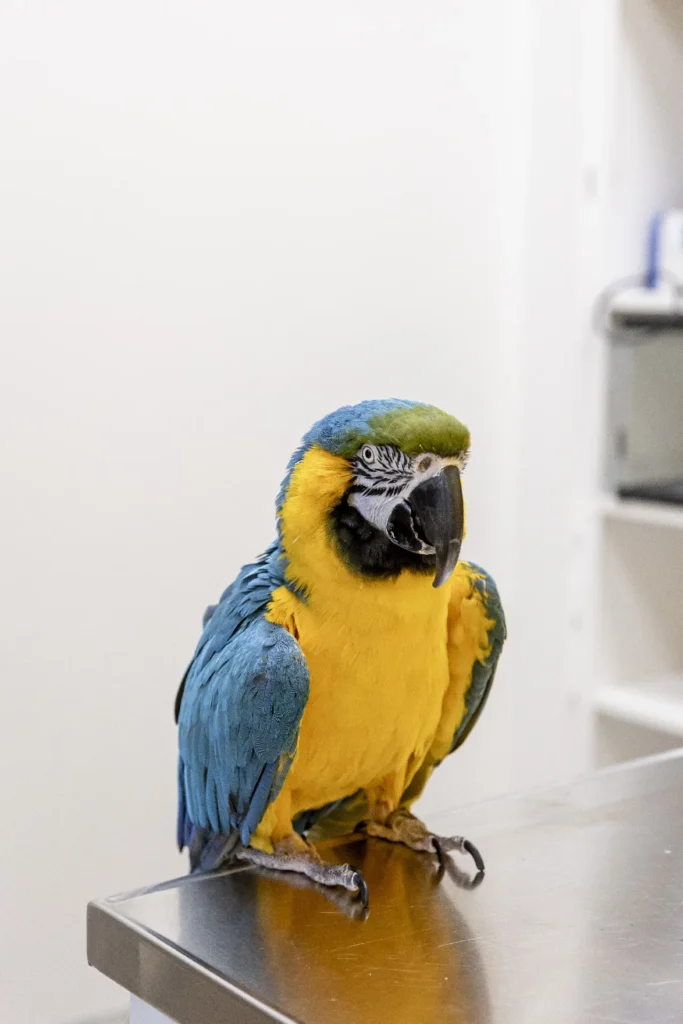 Animal Species, types of pets in Florida, exotic animals legal in Florida