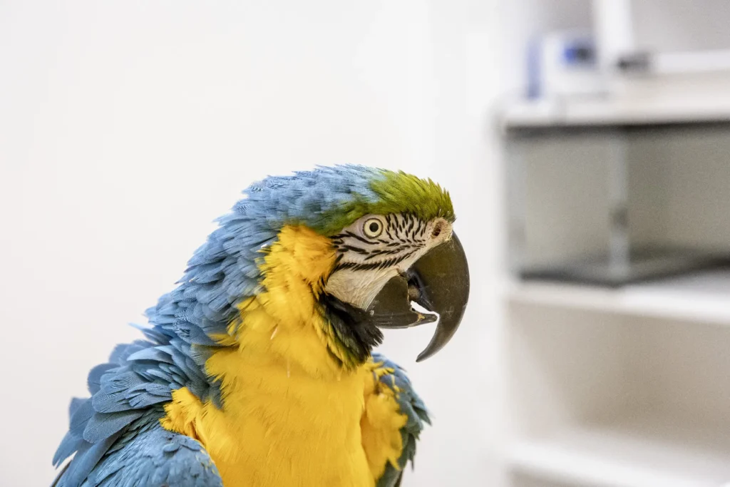 Avian/Bird Care, avian veterinary services, care for pet birds