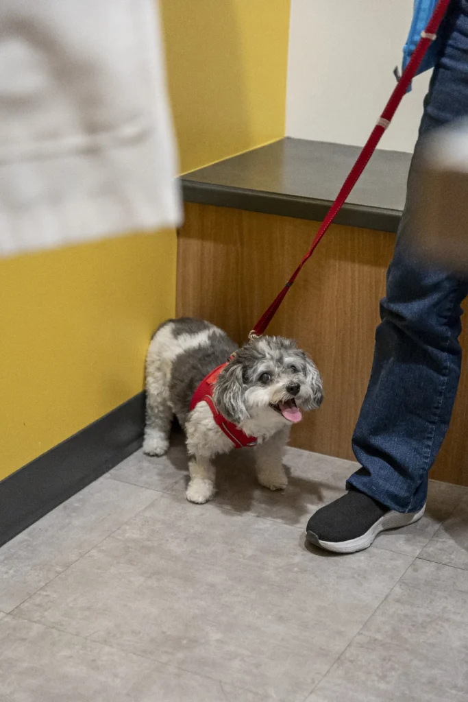 Pain Management, pet pain relief services, veterinary pain management