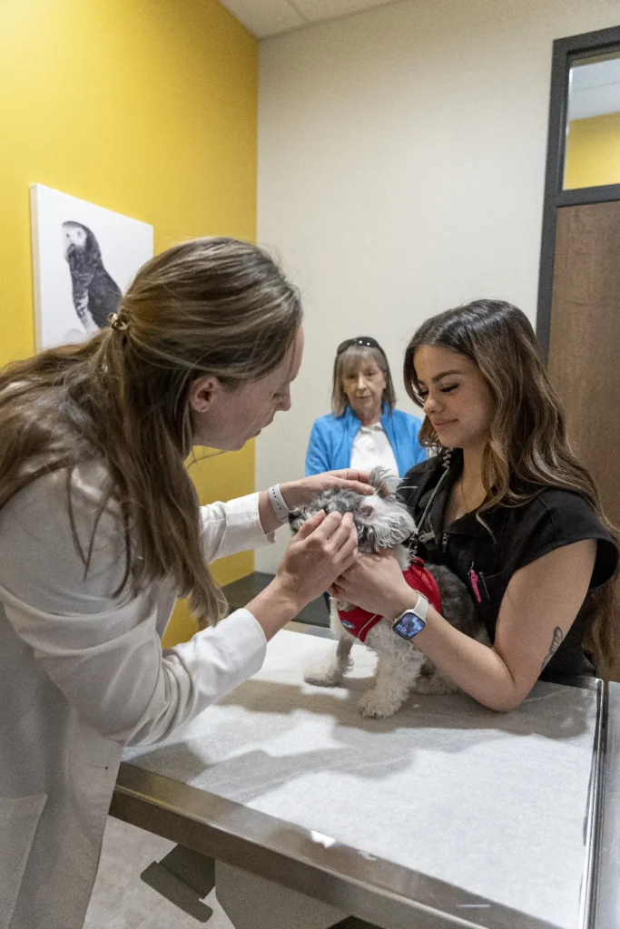 Dermatology and Allergy Care, pet skin allergy treatment Sarasota, veterinary dermatology services Lakewood Ranch