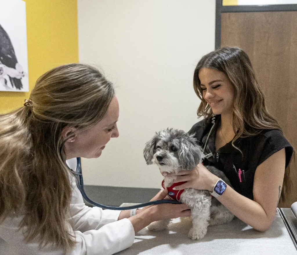 AAHA Accreditation, American Animal Hospital Association standards, veterinary hospital accreditation benefits