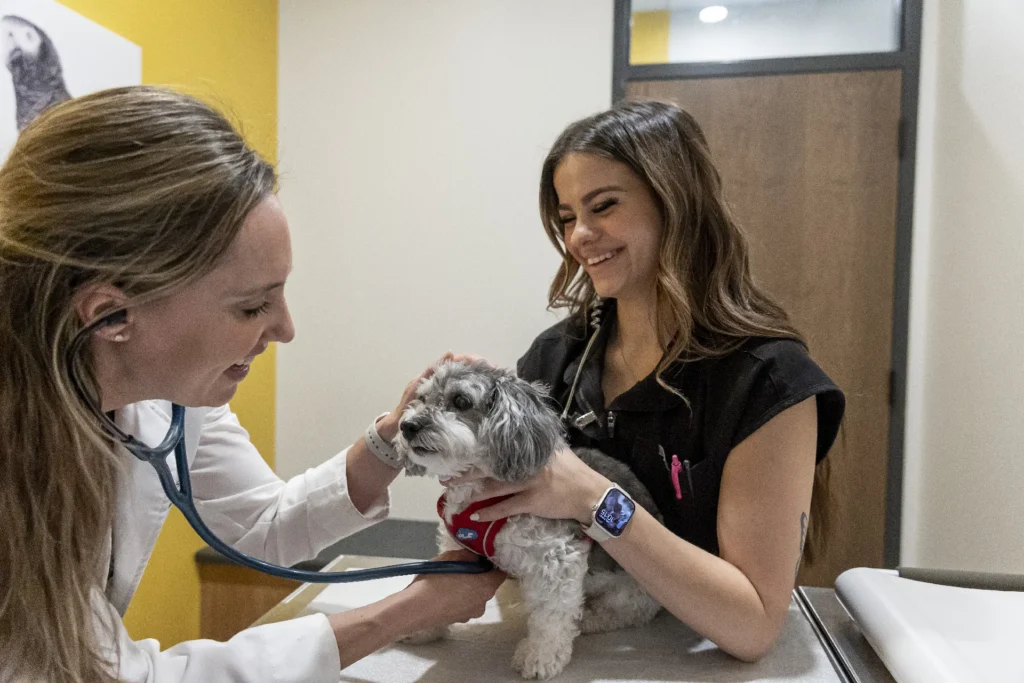Parasite Prevention, flea and tick protection for pets, heartworm prevention in Florida