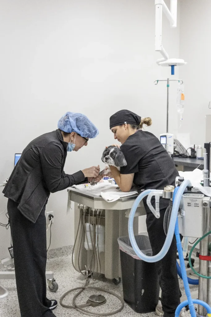 Dental and Surgical Suites