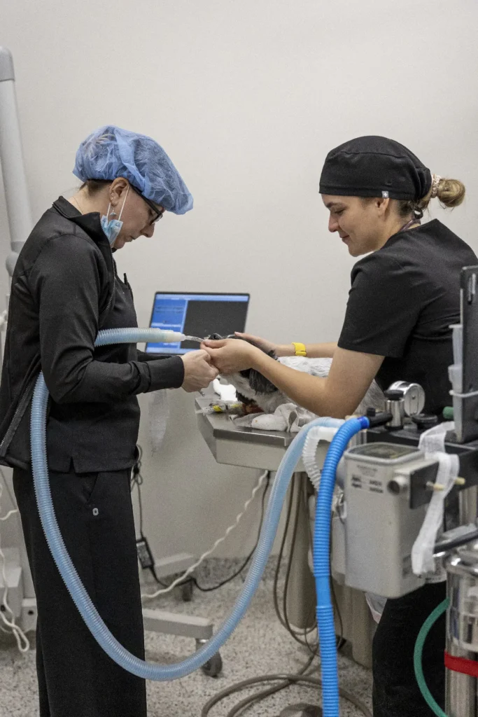 Surgery and Anesthesia, veterinary surgery Sarasota, pet anesthesia safety
