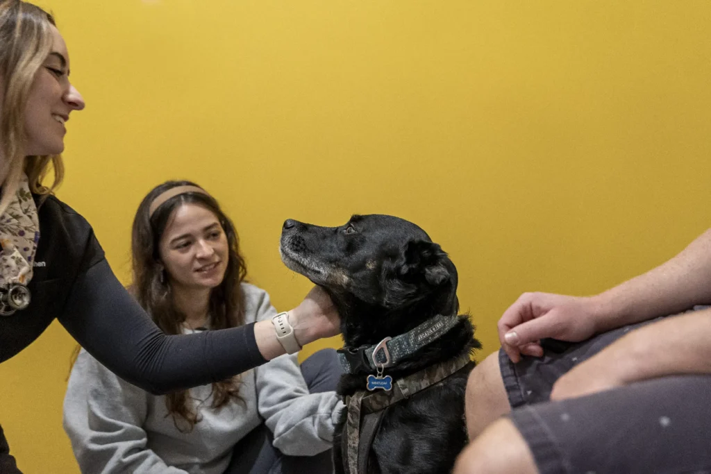 Preventive and Wellness Care, pet wellness care Sarasota, preventive veterinary services