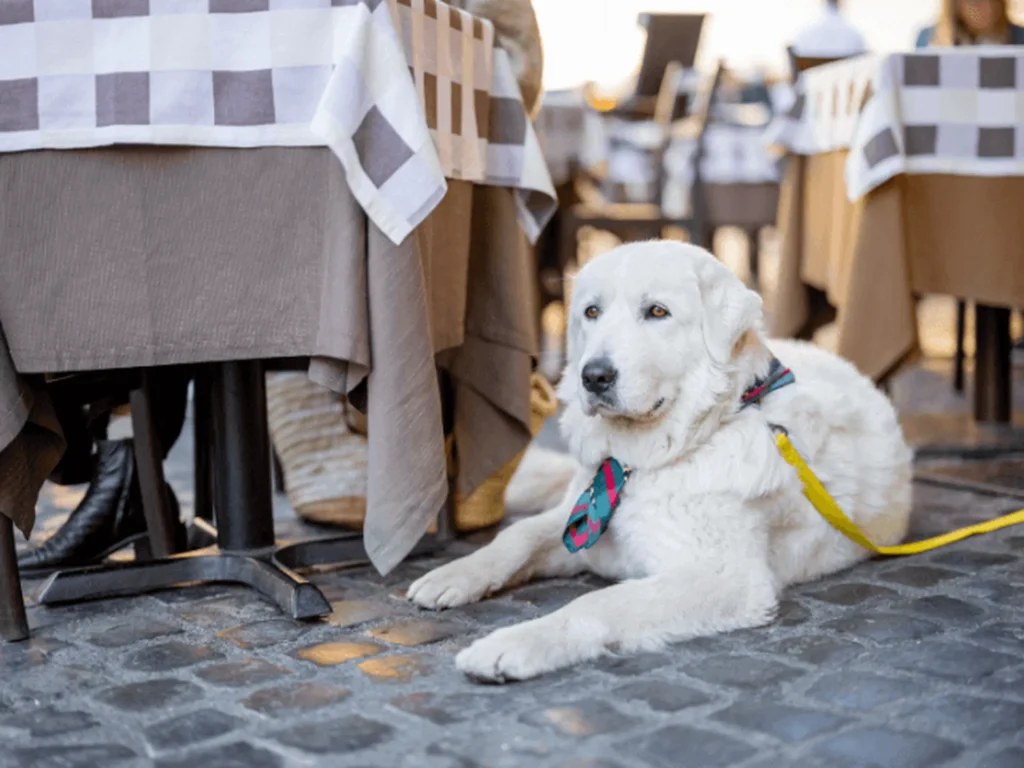 Pet-Friendly Guide to Bradenton, Florida