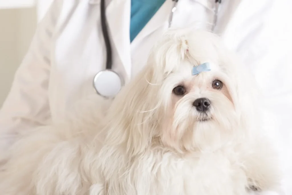 Heartworm Disease: Not Just In The South Anymore